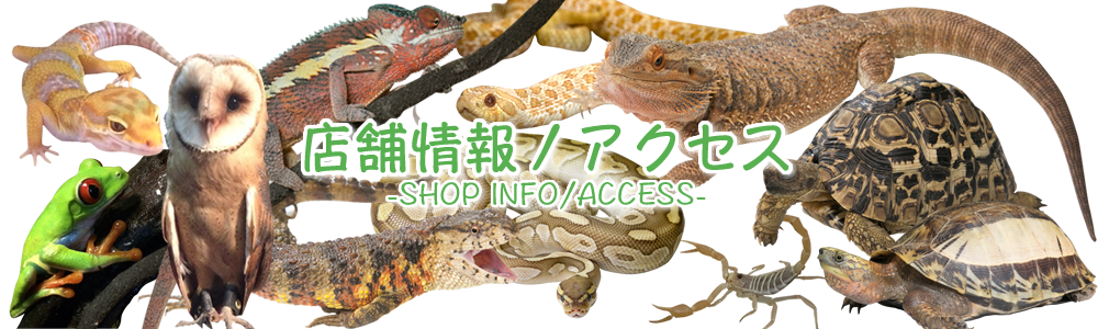 店舗情報／アクセス