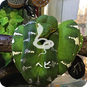 ヘビ
