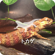 トカゲ