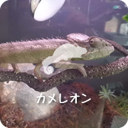 カメレオン