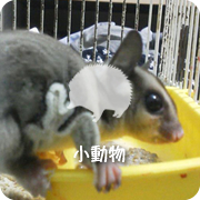 小動物