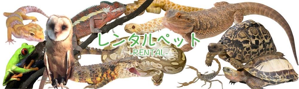 レンタルペット