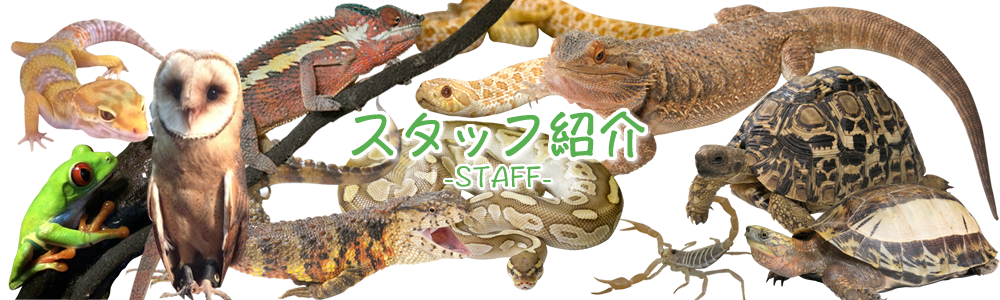 スタッフ紹介