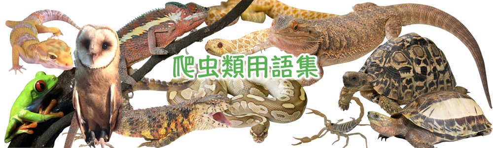 爬虫類用語集	